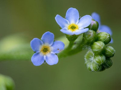 forget me not, smaller100658M2
